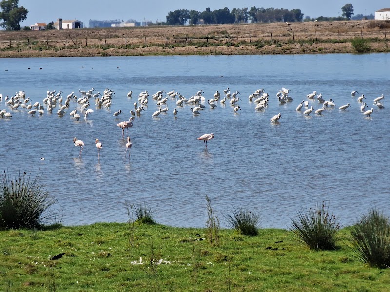 Entorno natural del Brazo del Este, Lebrija